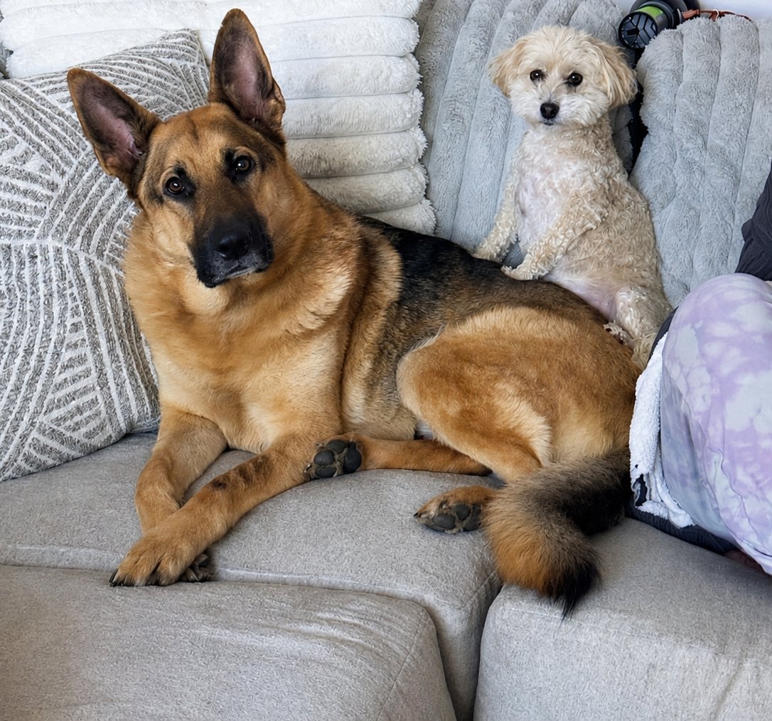 Joker and Bella, the family dogs, relaxing on the couch